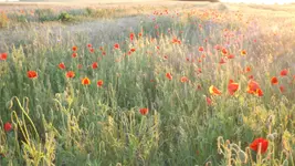 DSCF2361.webp