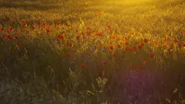 DSCF2366.webp