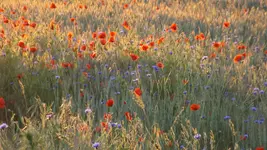 DSCF2367.webp