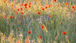 DSCF2368.webp