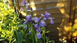 DSCF2346.webp