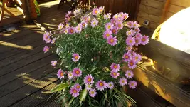 DSCF2351.webp