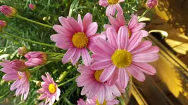 DSCF2352.webp