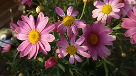 DSCF2353.webp