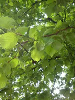 Pflanzen und Baum 021.webp
