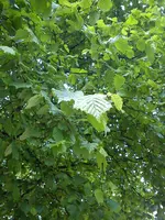 Pflanzen und Baum 023.webp