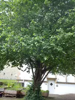 Pflanzen und Baum 025.webp
