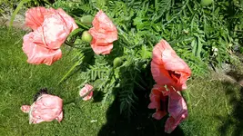 20150605_142852.webp