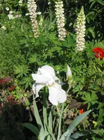 001.webp