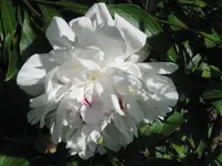004.webp