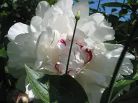 005.webp