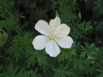 008.webp
