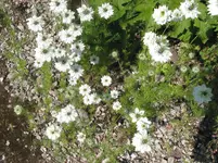 009.webp