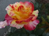 027.webp