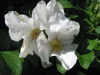 011.webp