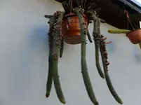 DSCF9132.webp