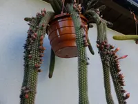 DSCF9134.webp