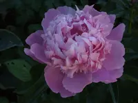 DSCF3856.webp