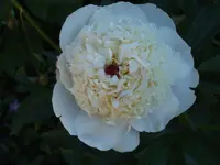DSCF3857.webp