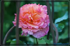 Westerland.webp
