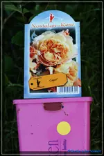 comp_DSC03666.webp