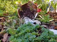 DSCF9146.webp