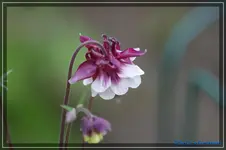 01.webp