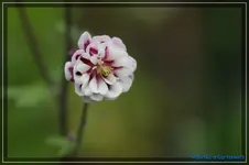 02.webp