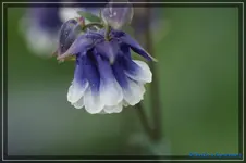 11.webp