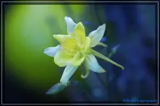 13.webp