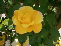 P6040231.webp