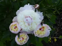 P1010560.webp