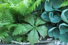 schaublatt.webp