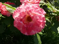 Rose Harmonie1.webp