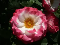 Rose Harmonie2.webp
