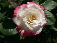 Rose Harmonie3.webp