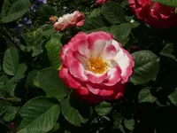 Rose Harmonie4.webp