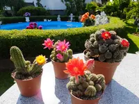 DSCF9259.webp