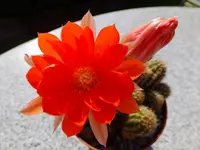DSCF9266.webp