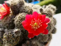 DSCF9262.webp