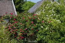 IMG_8862.webp