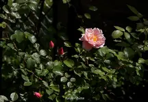 IMG_8876.webp