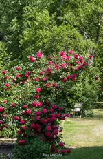 IMG_8886.webp