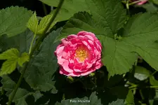 IMG_8888.webp