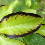 birne blatt.JPG