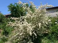 weisdorn.webp