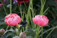 DSC01859.webp