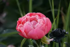 DSC01860.webp