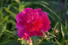 Mme. Butterfly.webp