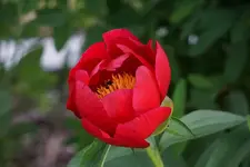 Scarlet O`Hara (1).webp